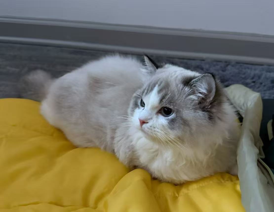 Haotian Xue with cat